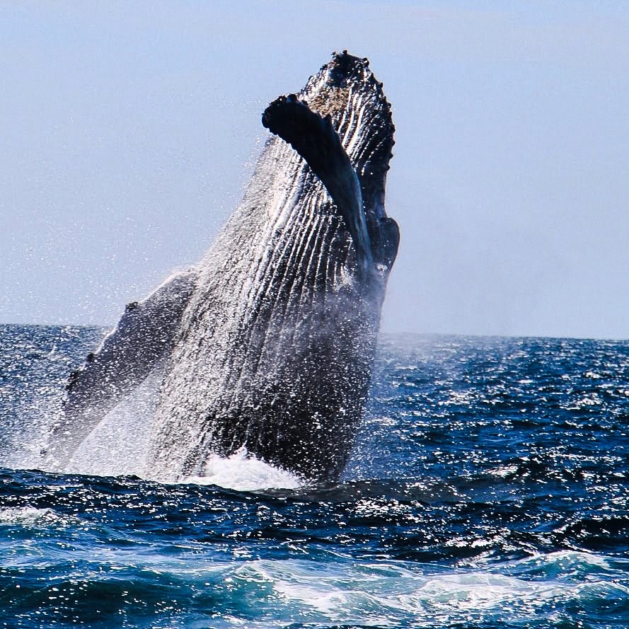 Cabo_whale_watching_Cabo